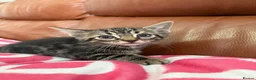 Mixed Breed cats for sale: Mixed Bengal and tabby cats  - Advert 6