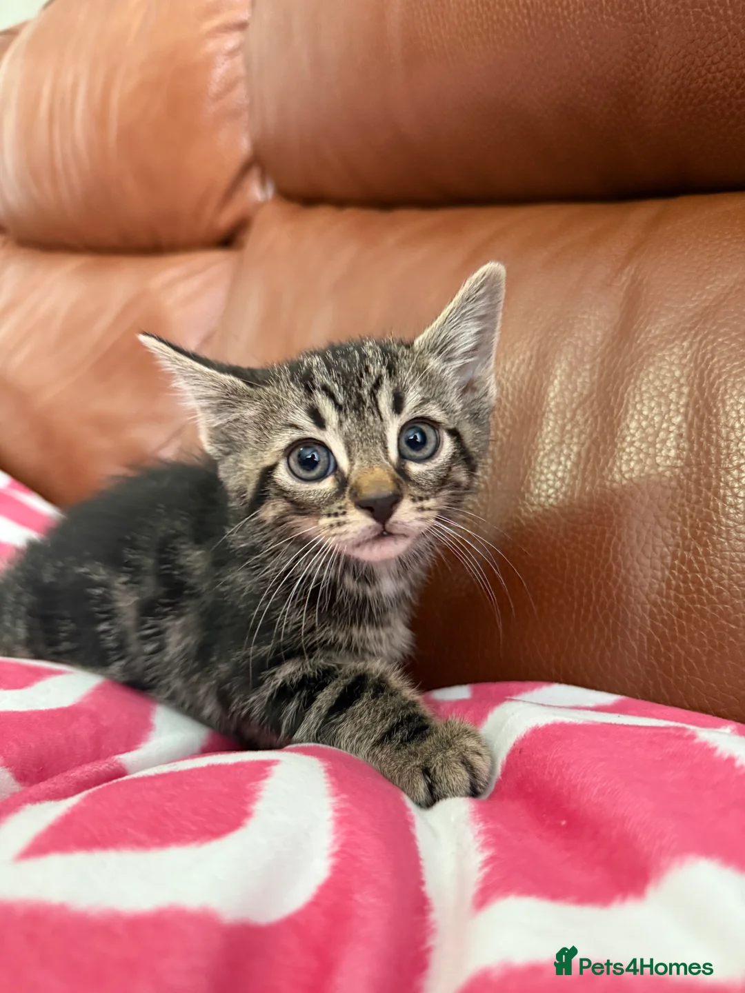 Mixed Breed cats for sale: Mixed Bengal and tabby cats  - Advert 6