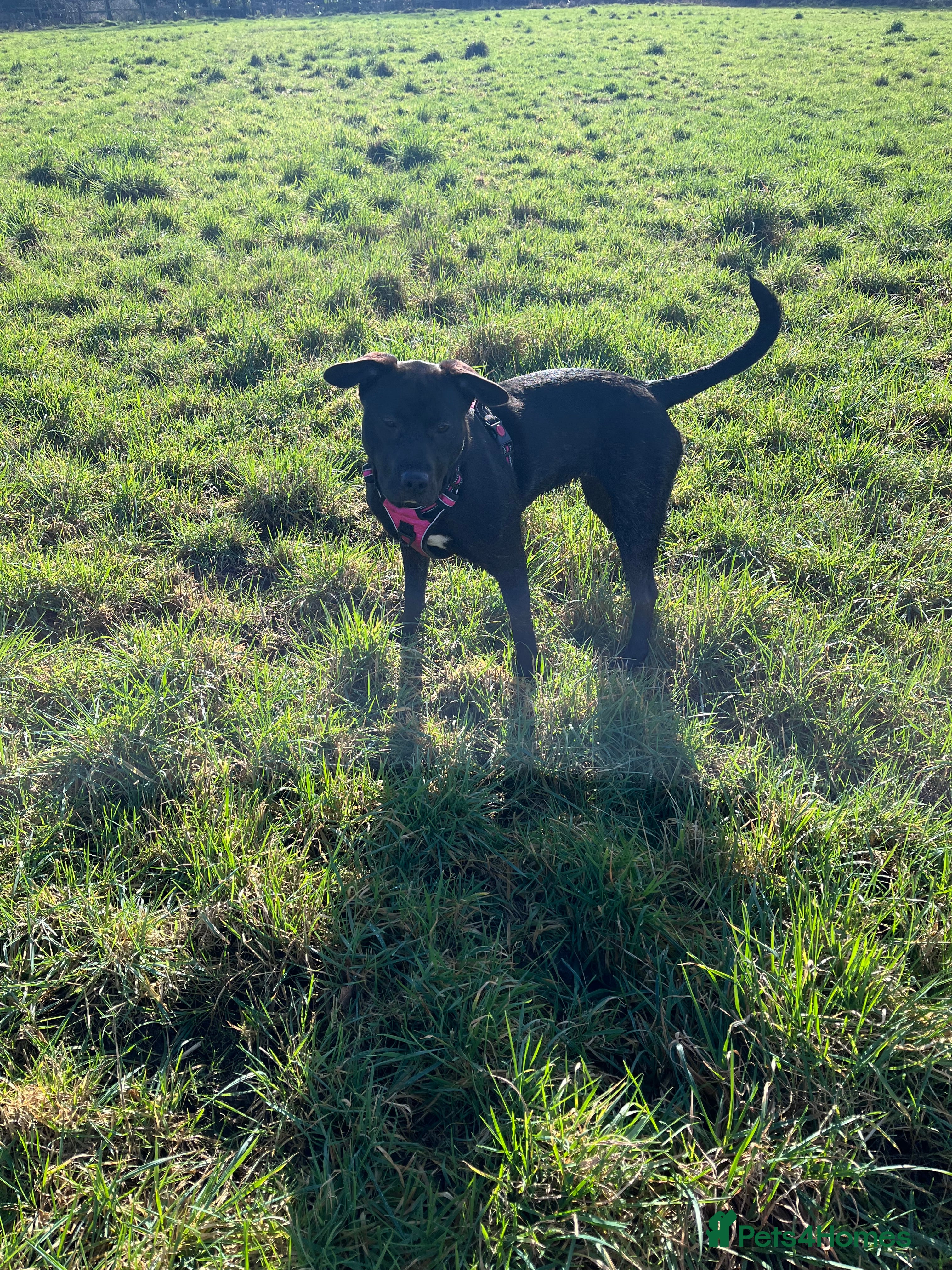 Mixed Breed dogs 9 months old Kali - Advert 2
