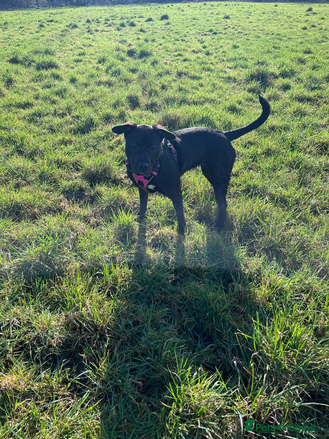 Mixed Breed dogs for sale: 9 months old Kali - Advert 1