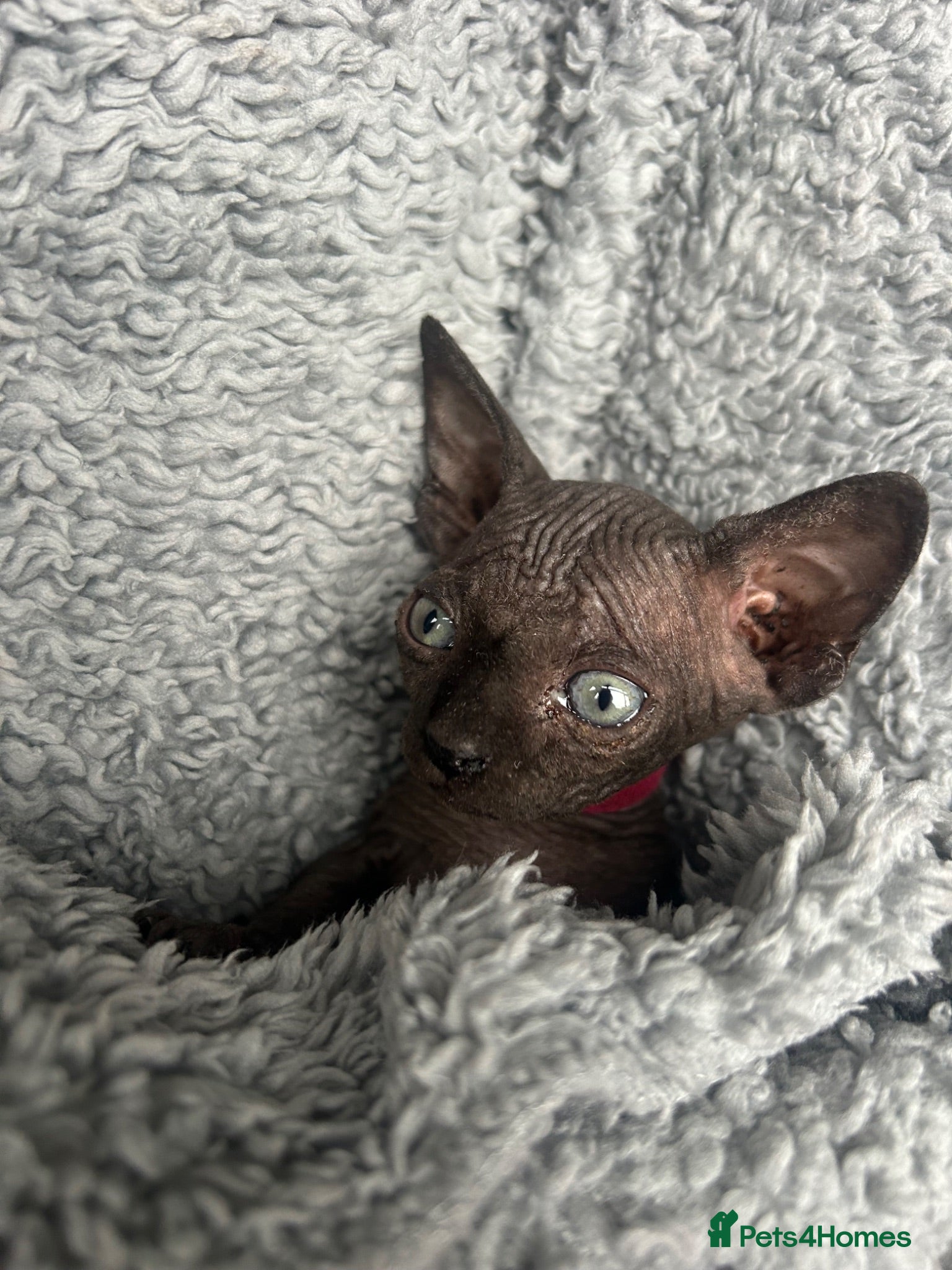 Sphynx cats Grey Sphynx kitten  - Advert 9