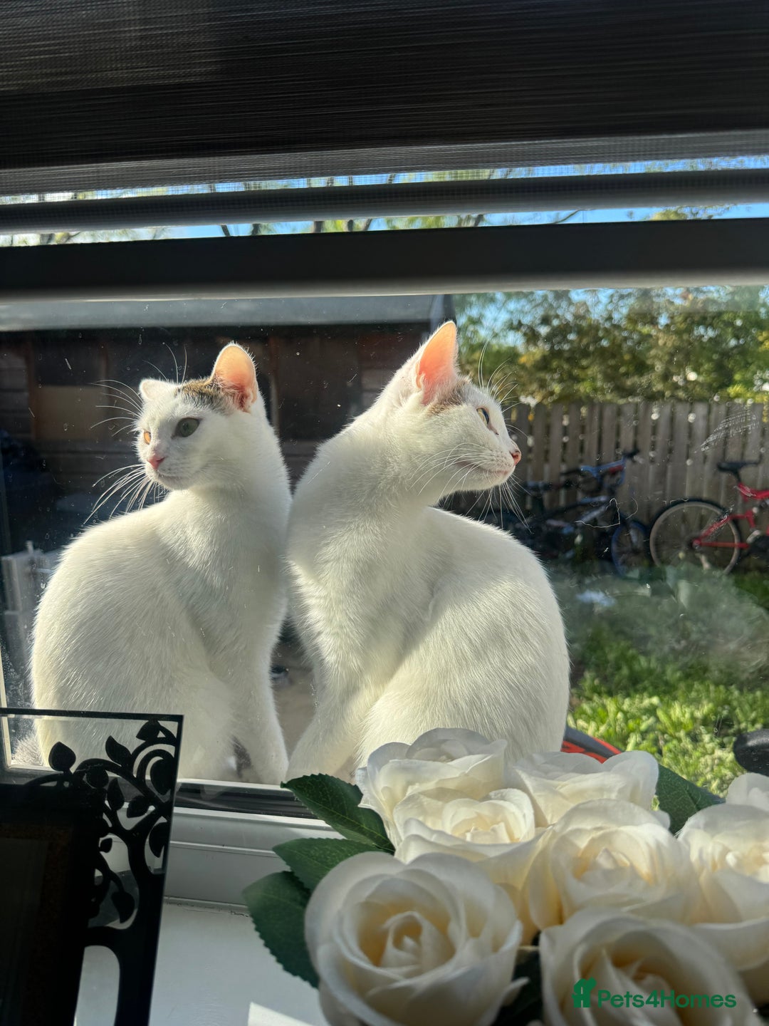 Domestic Shorthair cats for sale: Snow White Cats ❄️ - Advert 14