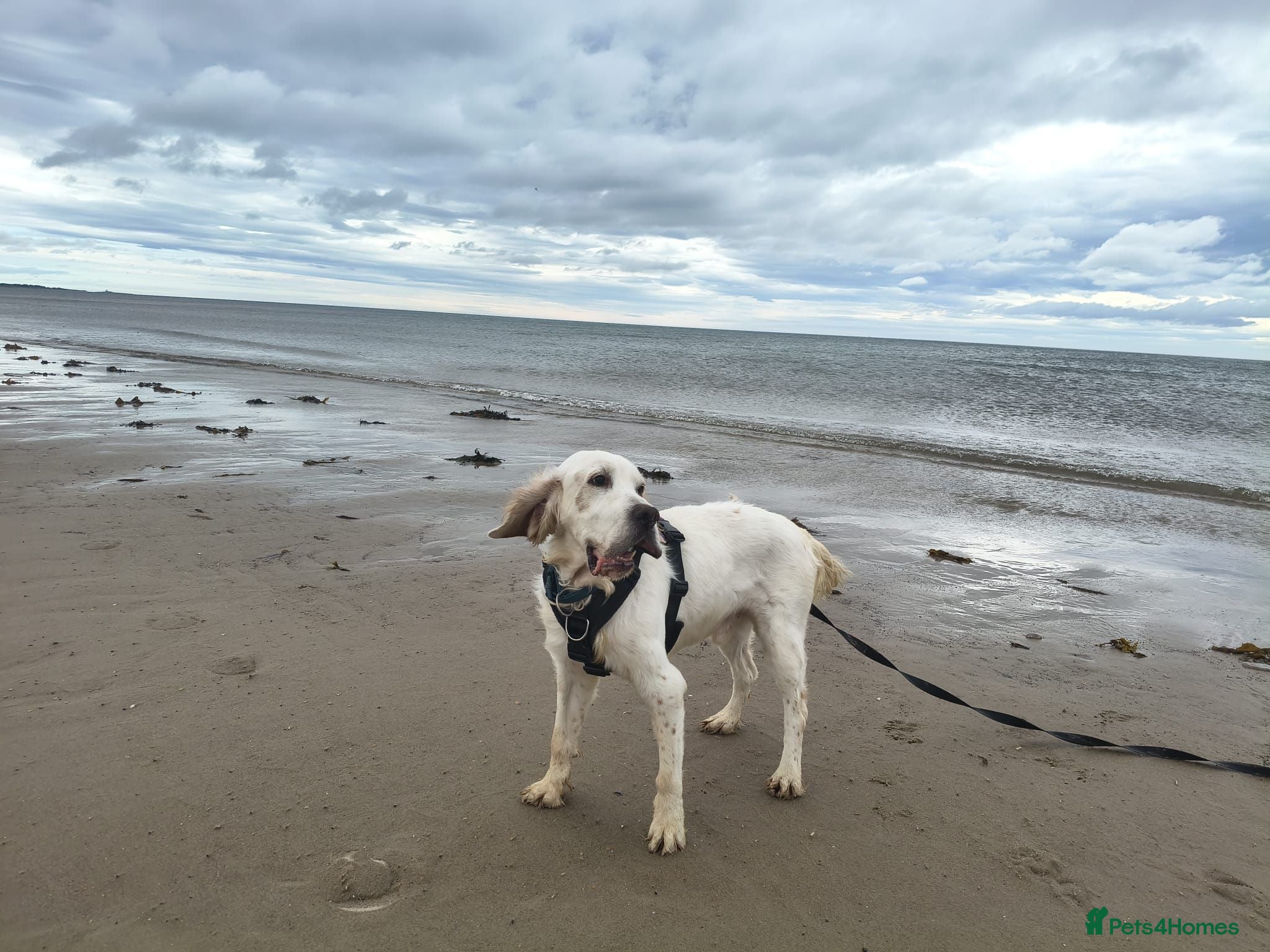 English Setter dogs Cholo - Advert 12