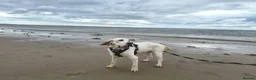 English Setter dogs for adoption: Cholo - Advert 1