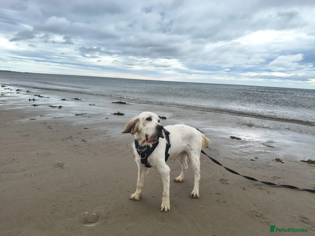 English Setter dogs for adoption: Cholo - Advert 1