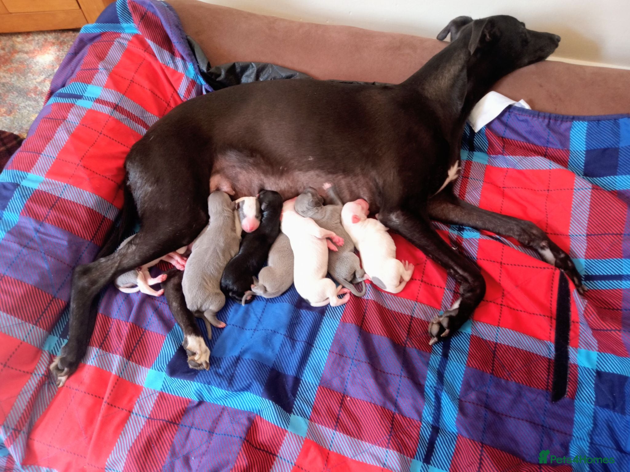 Whippet dogs REDEVELYN WHIPPET'S KC REG NR GLOUCESTER  - Advert 2
