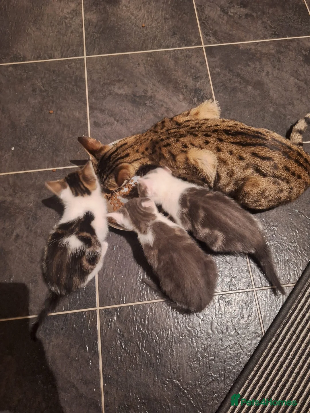 Savannah cats for sale:  savannah cross kittens  - Advert 1