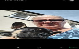 French Bulldog dogs for sale: French bulldog  - Image 6
