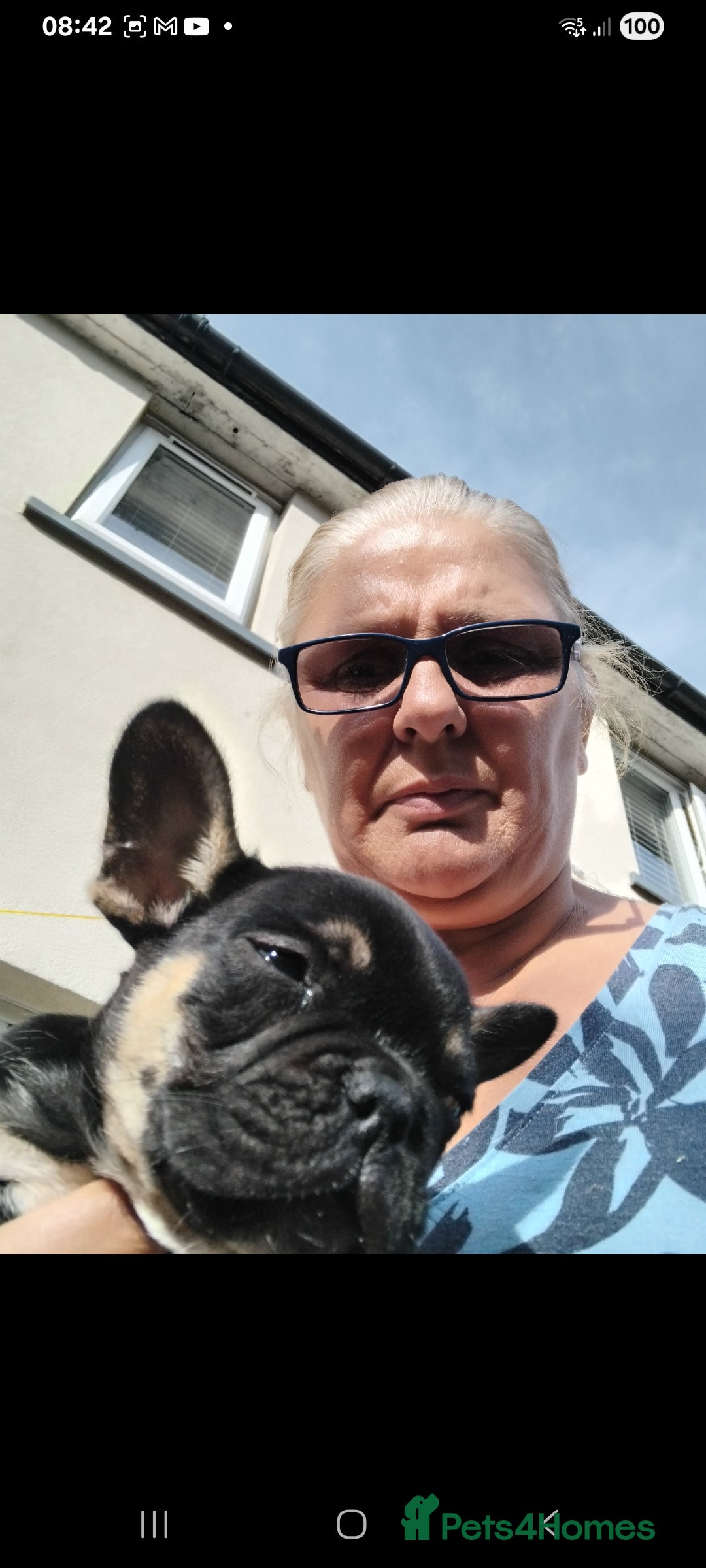 French Bulldog dogs for sale: French bulldog  - Image 6