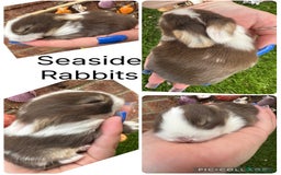 Mini Lop rabbits for sale: Stunning mini lops - Image 21