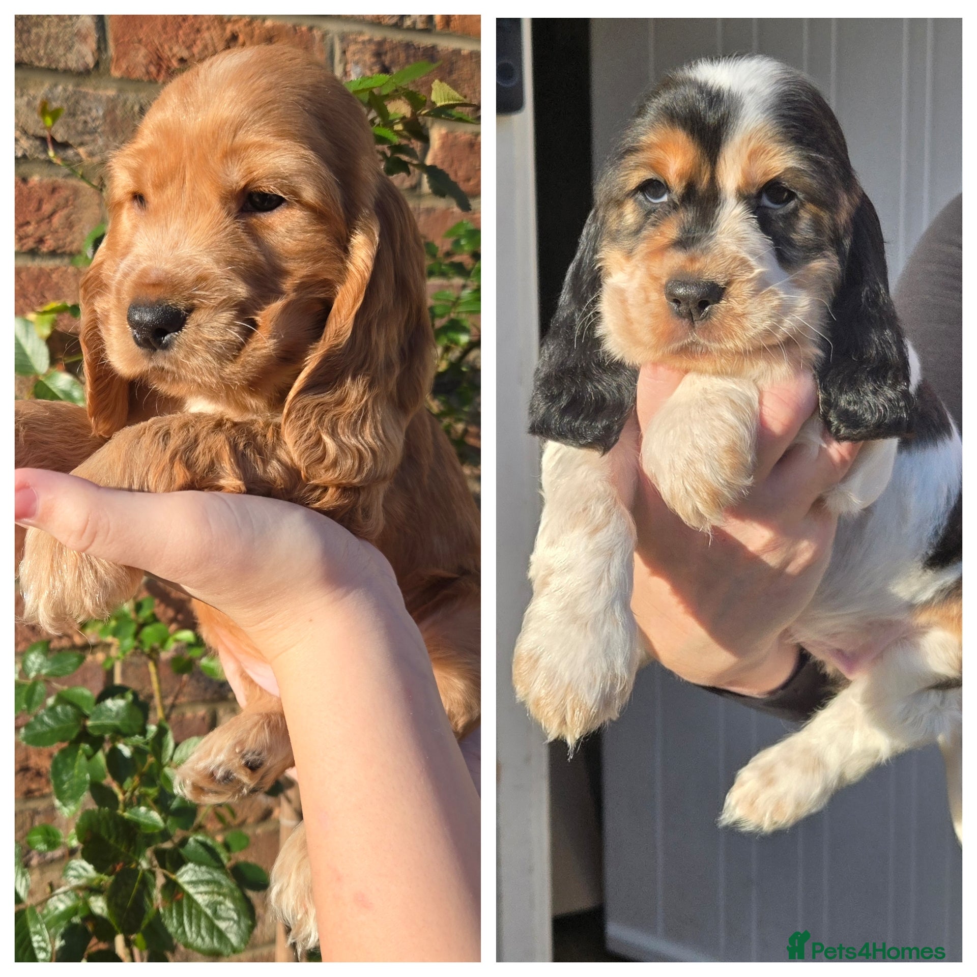 Cocker Spaniel dogs Show type Cocker Spaniels 2 left  - Advert 6