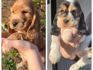 Cocker Spaniel dogs Show type Cocker Spaniels 2 left - Advert 2