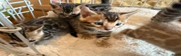 Bengal cats for sale: Outstanding Pedigree TICA Bengal Kittens - Advert 32