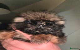 Shih Tzu dogs for sale: Ready to leave- imperial Shih Tzu - Image 11