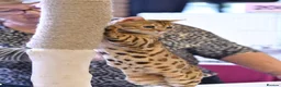 Bengal cats for sale: Stunning Retired Bengal Cats Looking for homes - Advert 10