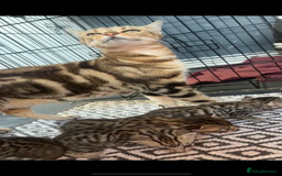 Bengal cats for sale: Bengal and half breed Bengal kittens  - Image 14
