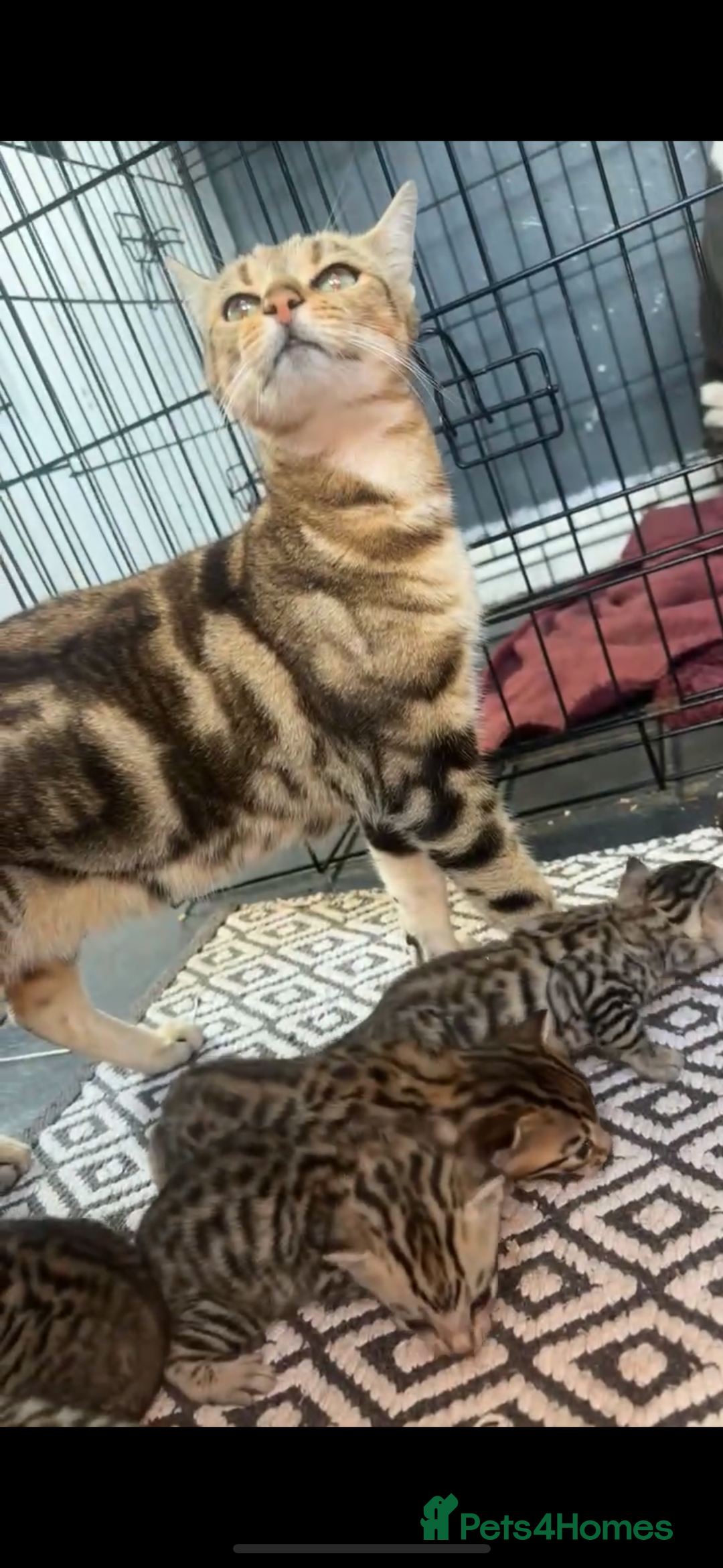 Bengal cats for sale: Bengal and half breed Bengal kittens  - Image 14