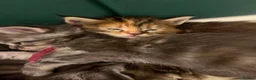 Maine Coon cats for sale: **PURE Maine Coon Kittens** 2 Boys / 4 Girls - Advert 3