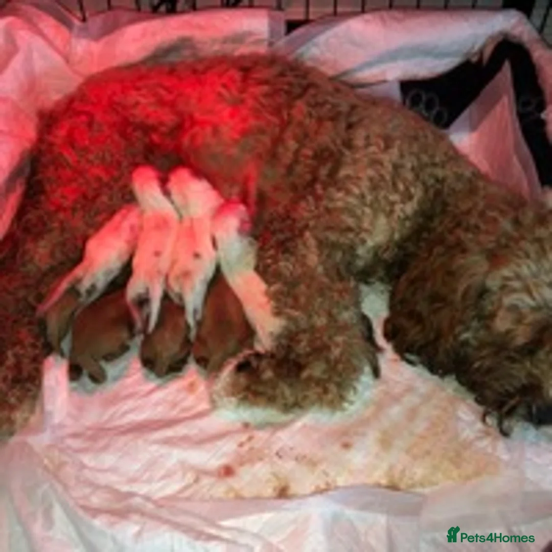 Cavapoo dogs for stud: F1 PROVEN Toy Cavapoo DNA Clear stud in Stafford - Advert 15