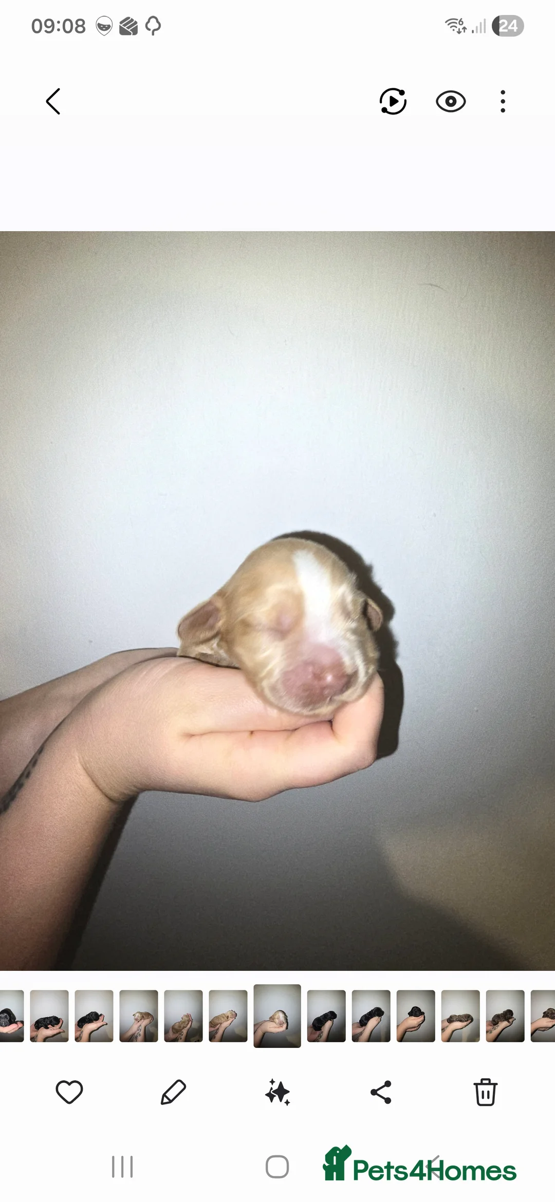 Cocker Spaniel dogs for sale: Cocker spainel puppies - Advert 10