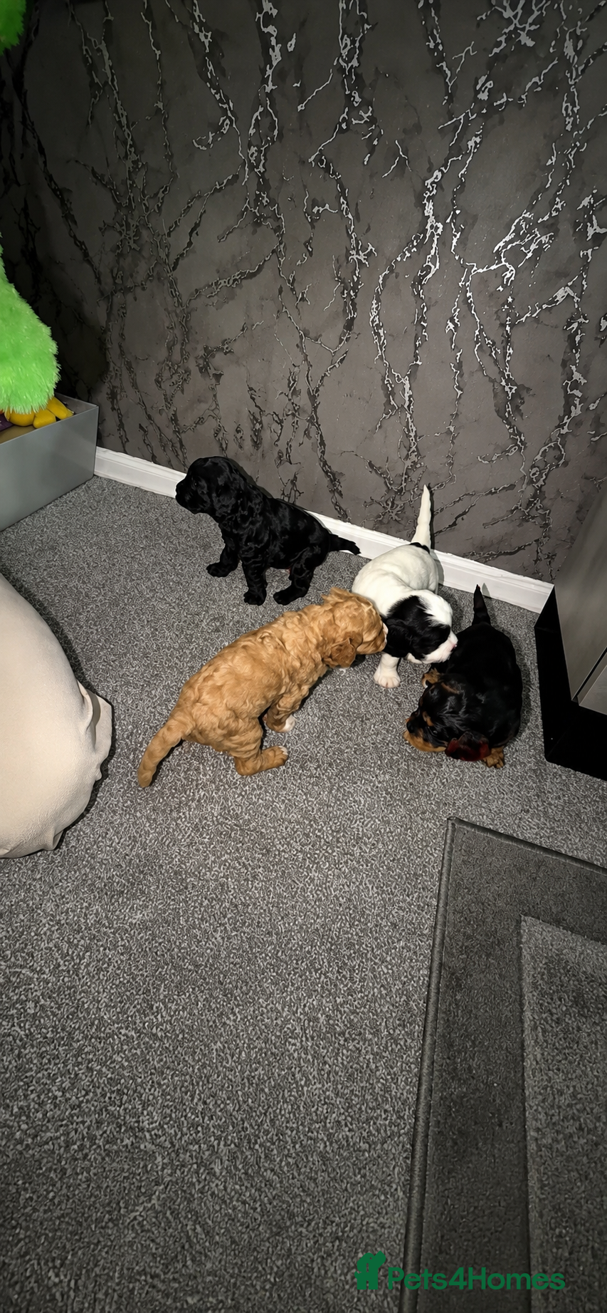 Cavapoo dogs Stunning quality Cavapoo puppies 🐶  - Advert 1