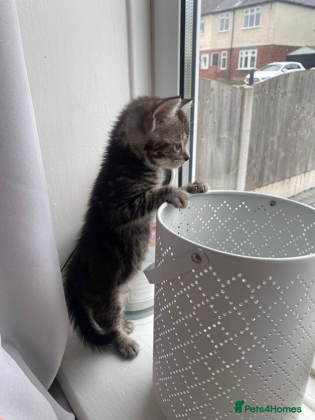 Ragamese cats for sale: Ragamese kitten - Image 2