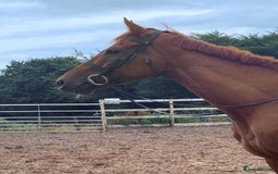 Irish Thoroughbred horses for sale: Outstanding 16.2 , 6 yr old tb gelding  - Image 4