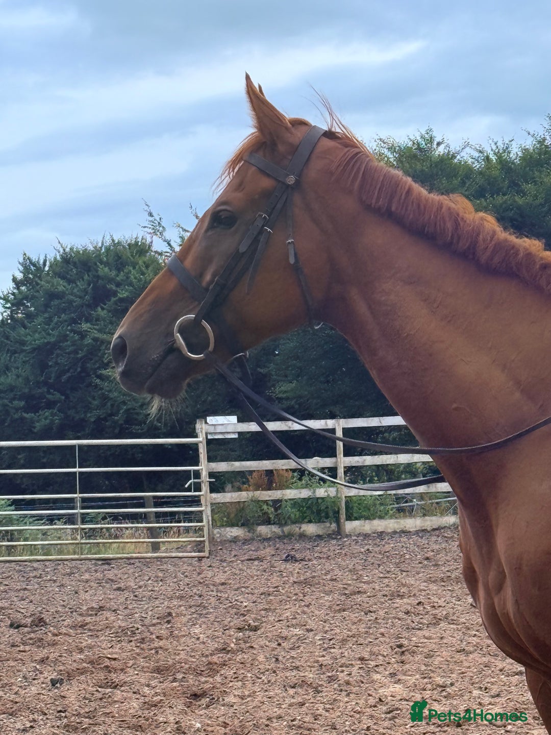 Irish Thoroughbred horses for sale: Outstanding 16.2 , 6 yr old tb gelding  - Image 4