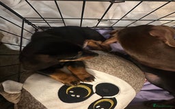 Dachshund dogs for sale: 1 handsome Dachshund Boy left - Advert 2