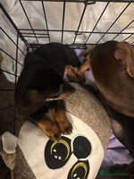 Dachshund dogs 1 handsome Dachshund Boy left - Advert 2