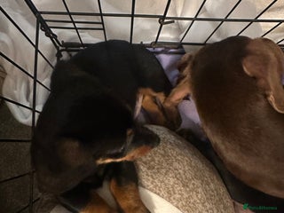 Dachshund dogs 1 handsome Dachshund Boy left - Advert 7