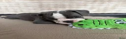 Olde English Bulldogge dogs for sale: Olde English bulldog puppies  - Advert 10