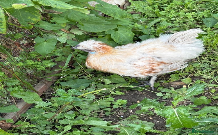 Chickens poultry - Advert 5