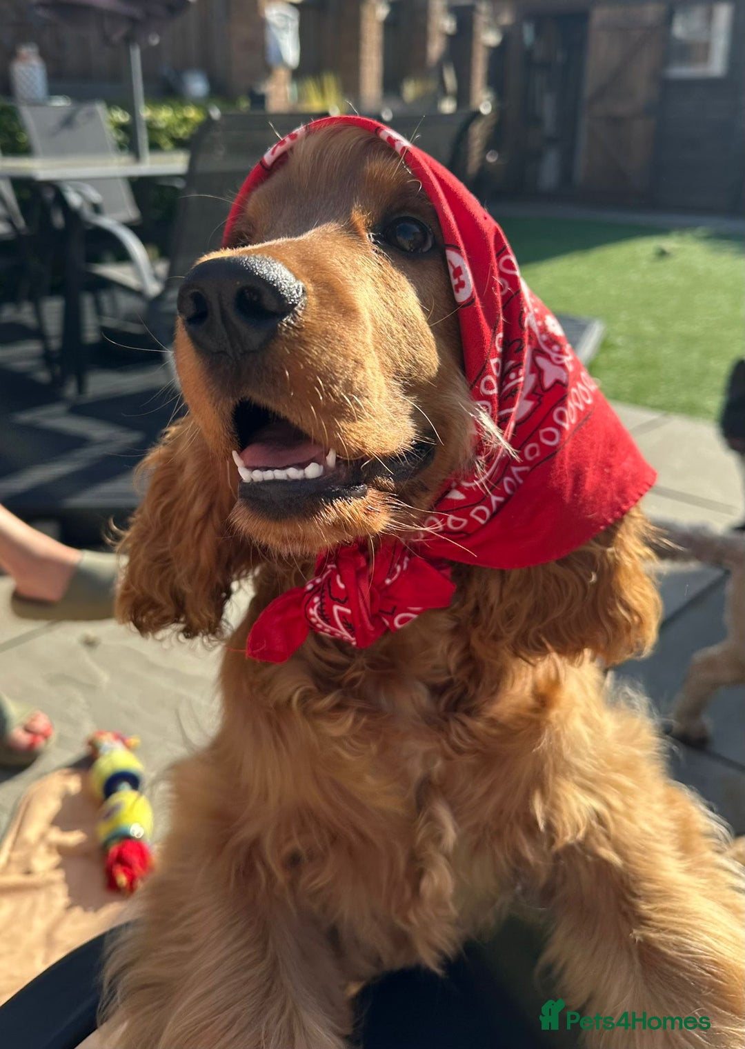 Cocker Spaniel dogs for sale: Waiting list open! KC reg Cocker Spaniel pups - Image 3