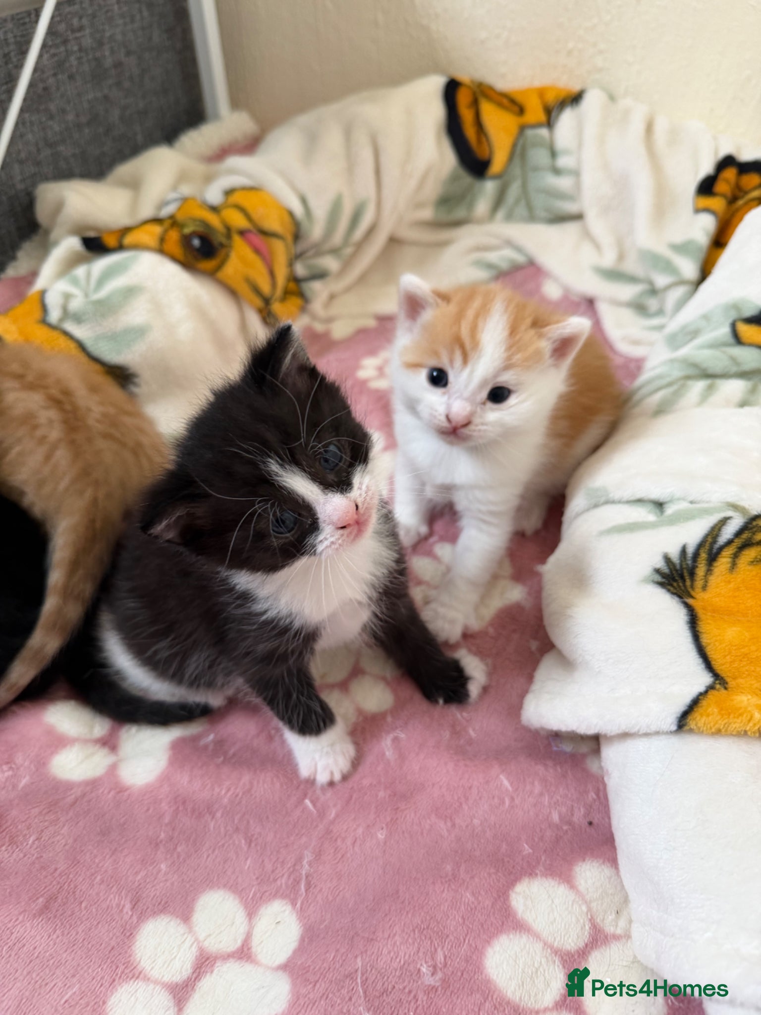 Domestic Shorthair cats Beautiful Kittens - 2 Left!  - Advert 4