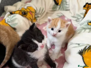 Domestic Shorthair cats Beautiful Kittens - 2 Left! - Advert 4