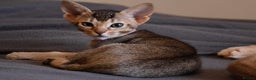 Ocicat cats for sale: Stunning Ocicat Kittens in Aberdeenshire - Advert 8