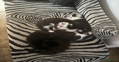 Ragdoll cats - Advert 3