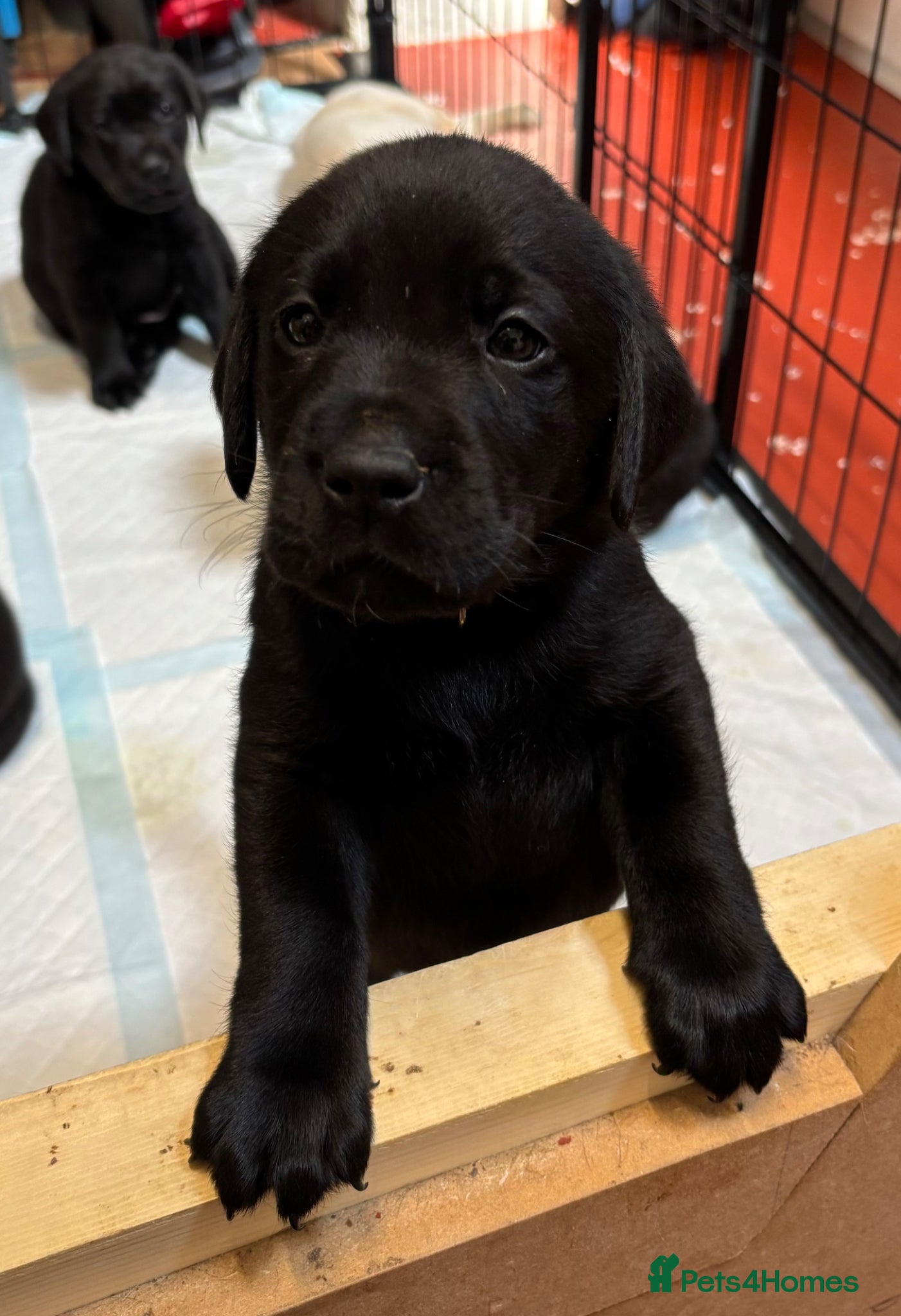 Labrador Retriever dogs Gorgeous Litter of Labrador puppies - Advert 2