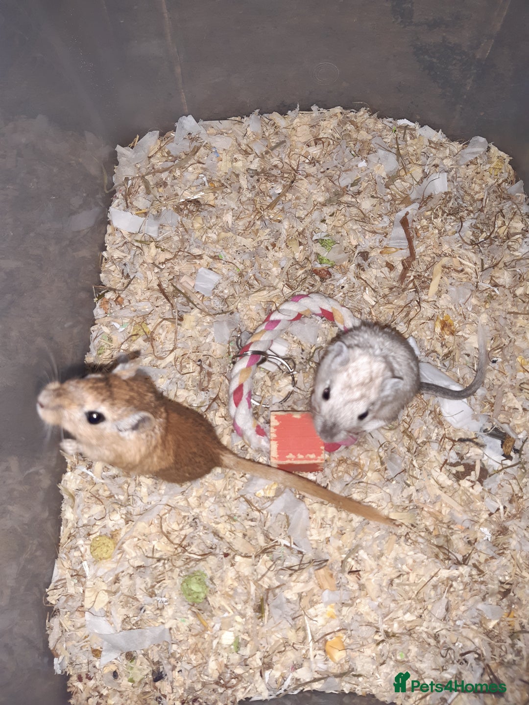 Gerbil rodents for sale: Super friendly gerbils from hobby breeder  - Advert 32