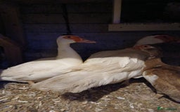 Ducks poultry for sale: Muscovey ducks  - Image 1