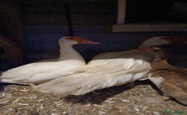 Ducks poultry - Advert 1