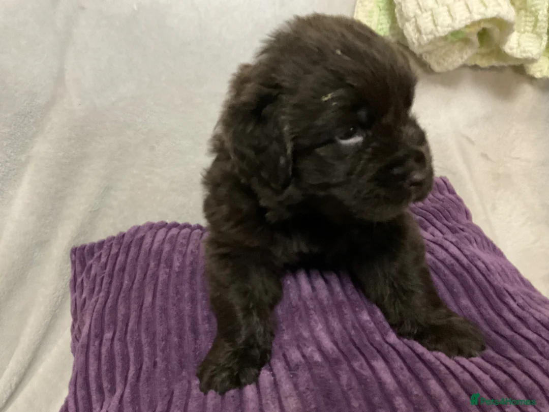 Newfoundland dogs for sale: Newfoundland puppies in Haverfordwest - Advert 6