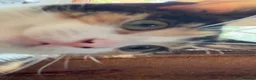 Mixed Breed cats for sale: Beautiful Calico Cat Ready for a Home - Advert 12