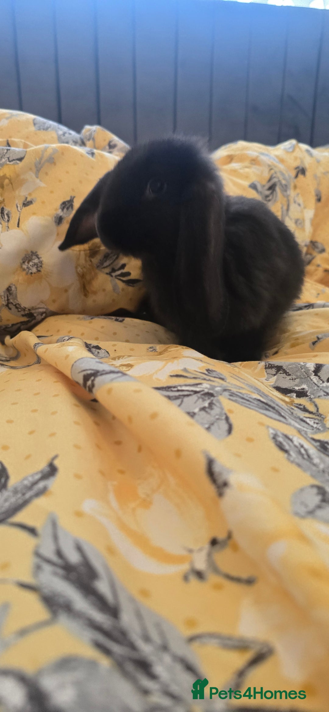 French Lop rabbits for sale: Beautiful French Lop bunnies - Image 15