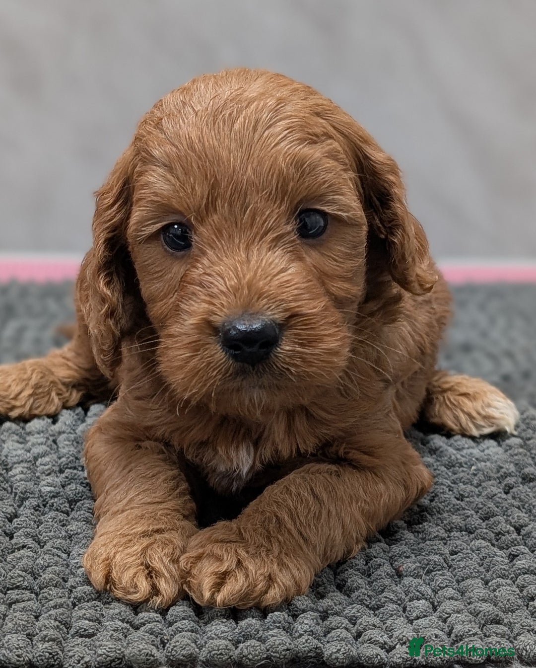 Cockapoo dogs for sale: Licensed breeder, health tested F1 cockapoo pups - Advert 6