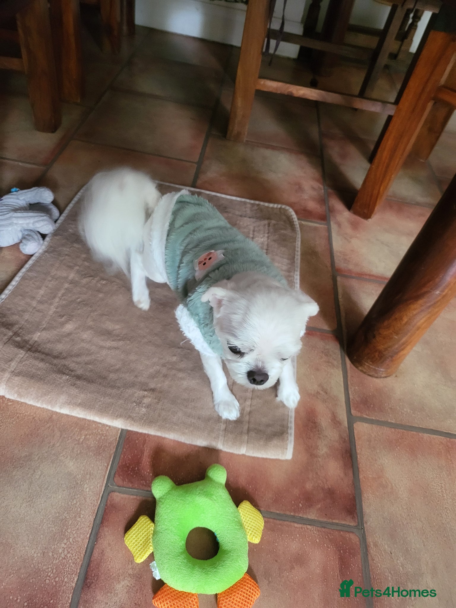 Bichon Frise dogs for sale: Korean Bison very small boy. - Advert 1