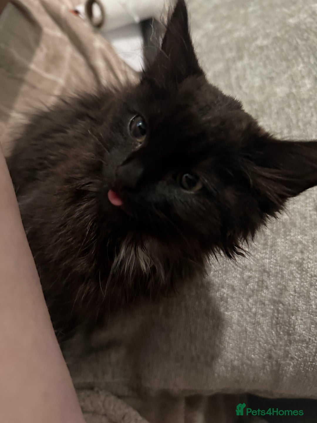 British Longhair cats for sale: Male kitten British long hair x mainecoone - Image 5