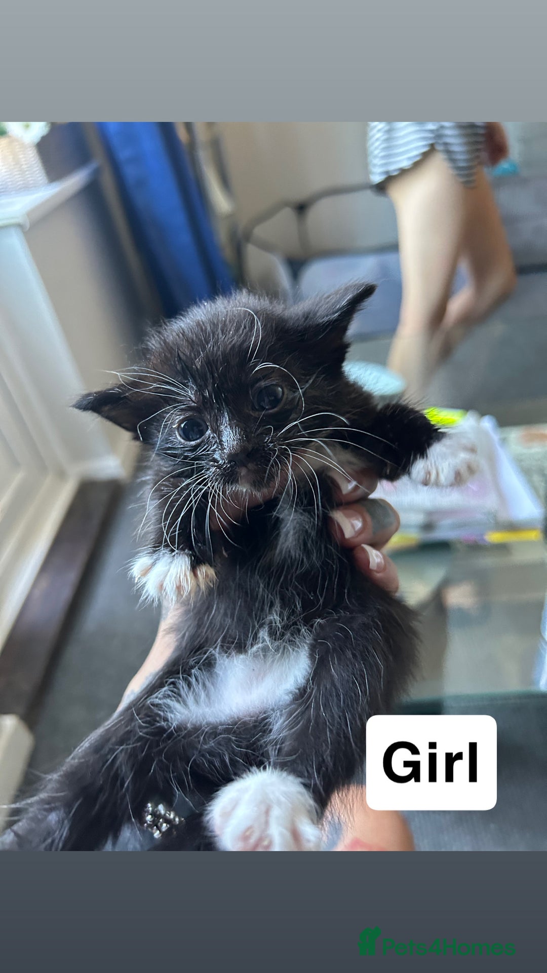 Mixed Breed cats for sale: Gorgeous Black and White Tuxedo Kittens - Image 3