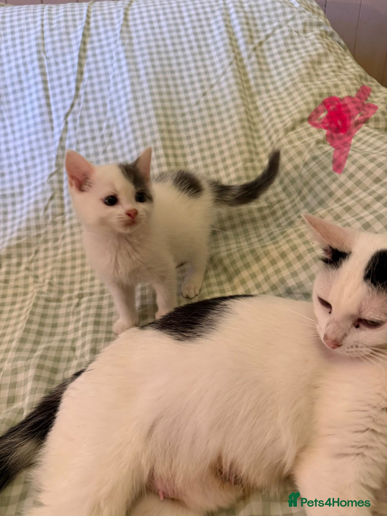 Mixed Breed cats Beautiful cross fluffy kittens  - Advert 3